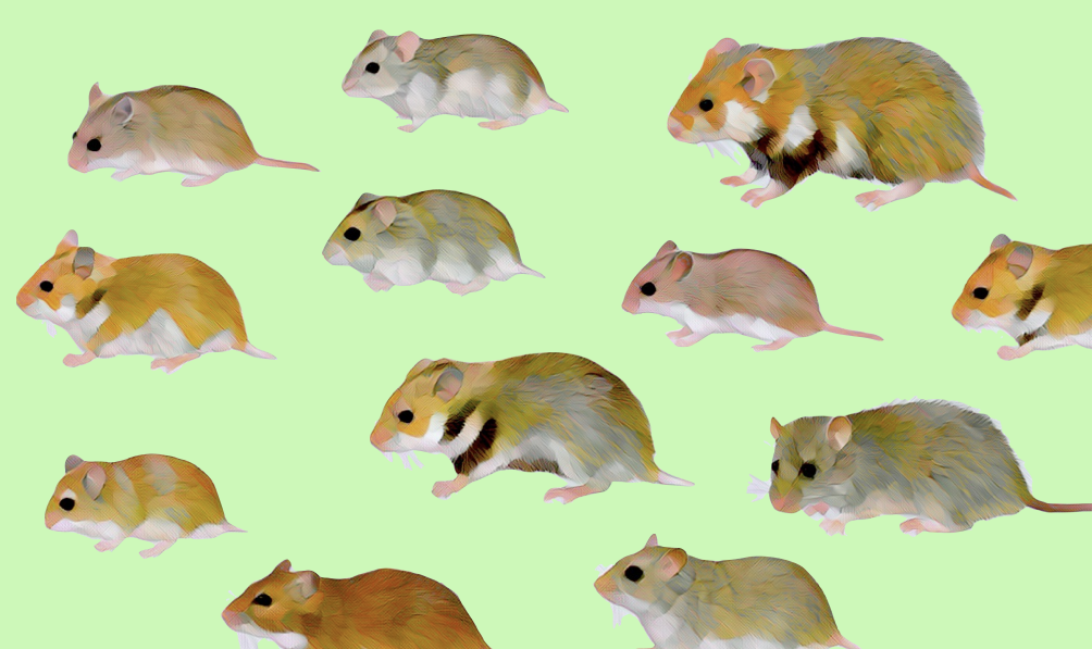 The Five Most Popular Hamster Breeds