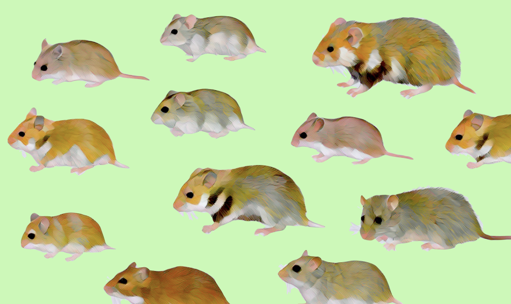 5 Types of Dwarf Hamster Breeds