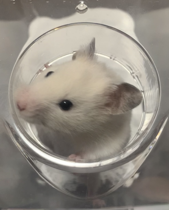 White Syrian hamster