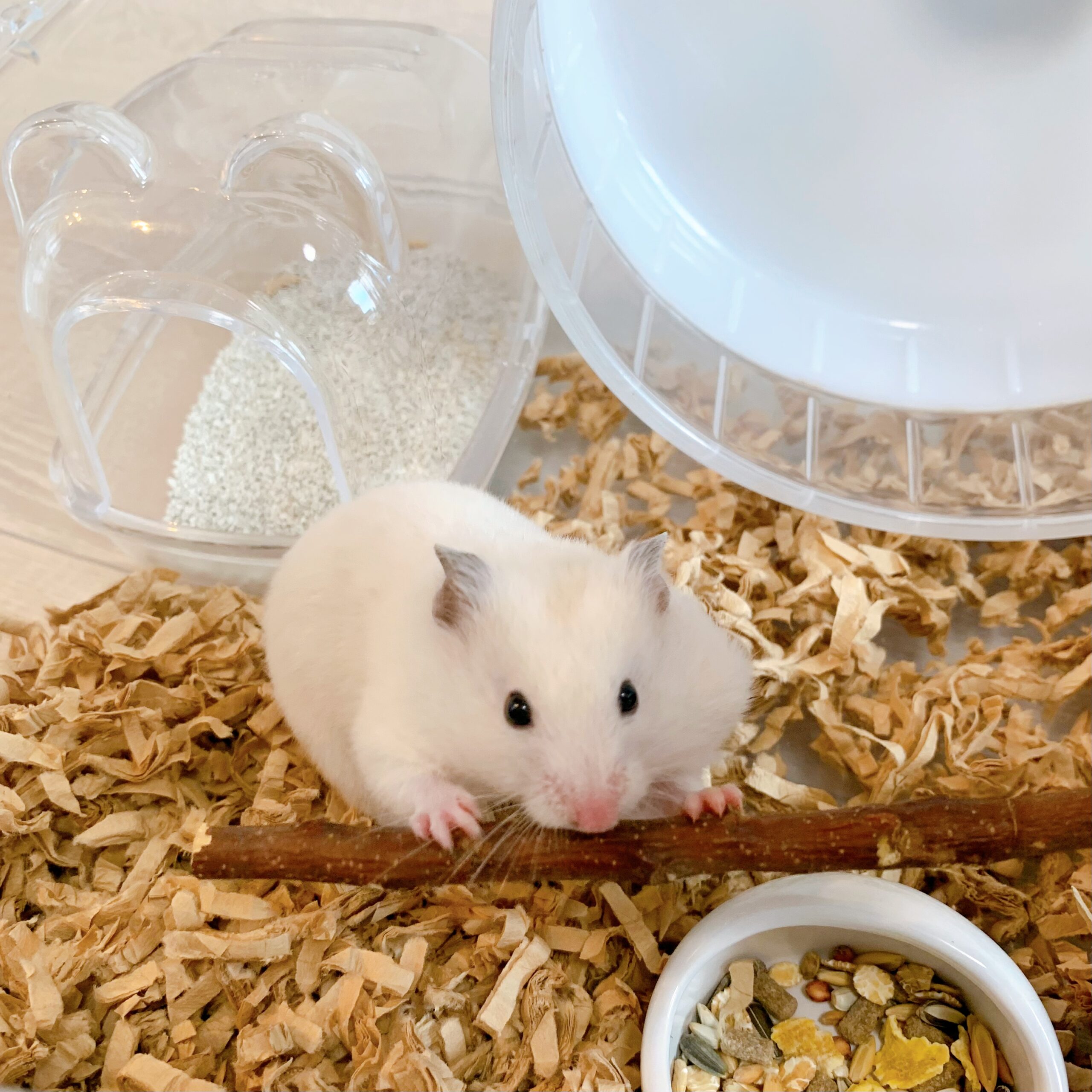 How to stop a hamster from chewing on outlet its cage