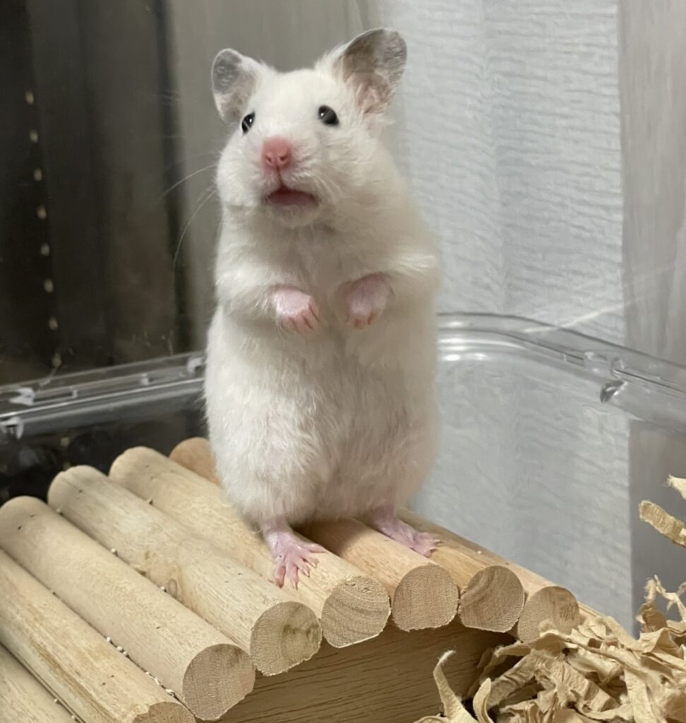 a baby White Syrian Hamster