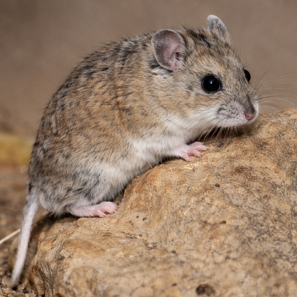 Sokolov's dwarf hamsterの外観