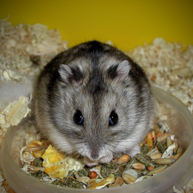 Djungarian Hamster(Normal)