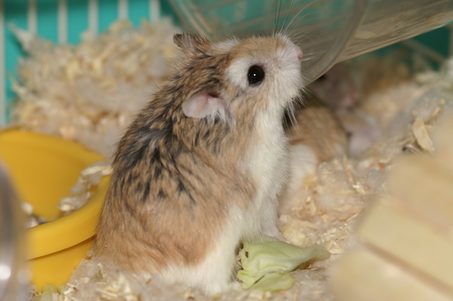 Roborovski hamster