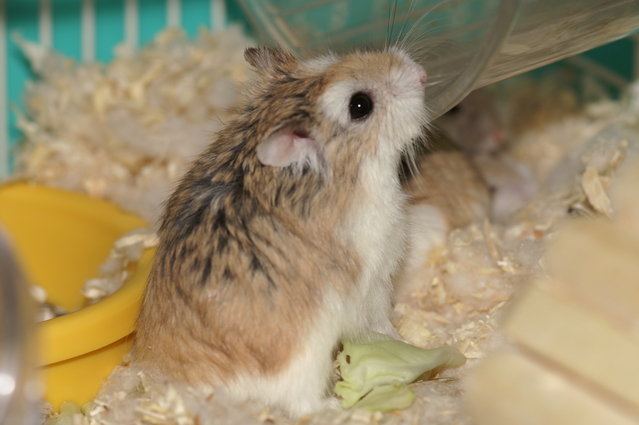 Roborovski hamster (Normal)