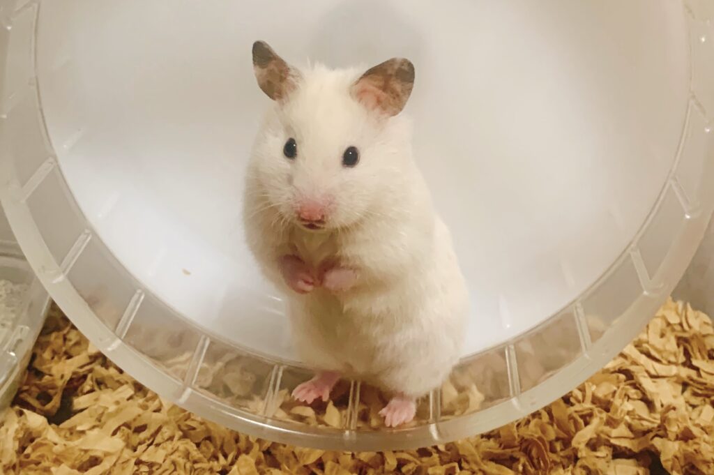 A Hamster Running in the Wheel and Looking Around