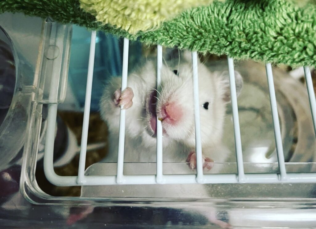 Hamsters chewing shop on cage