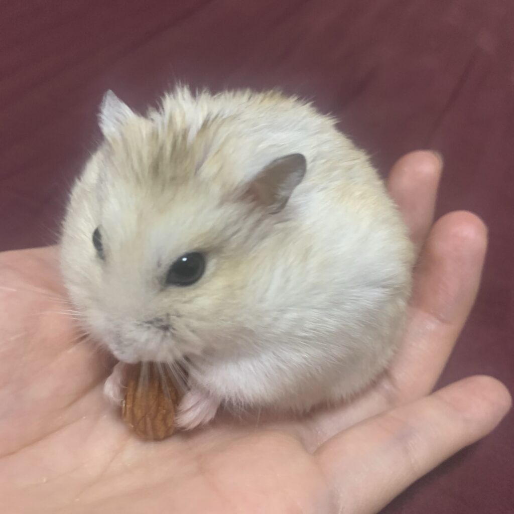 手の上でオヤツを食べるハムスター