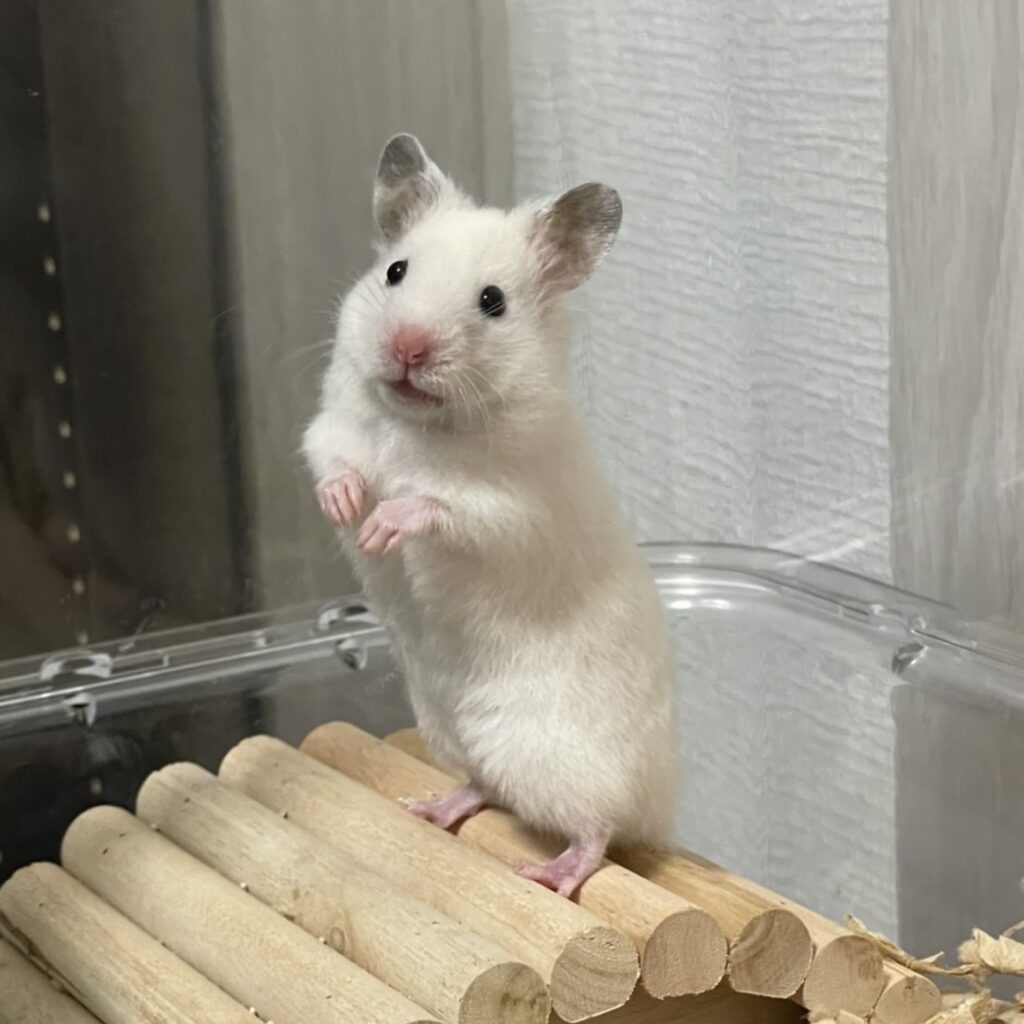 Syrian Hamster(White)