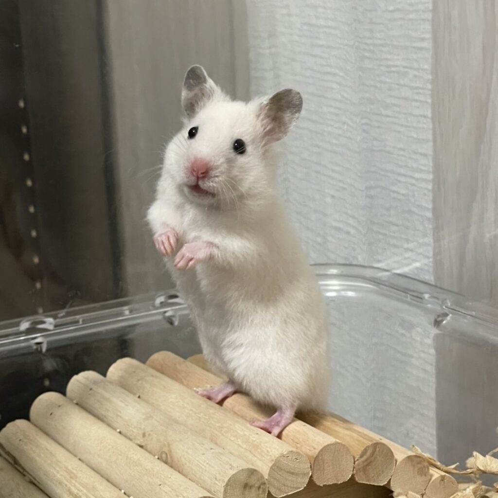 A Hamster Standing Up on Hind Legs