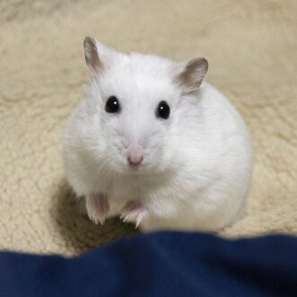 Djungarian Hamster(Snow White)