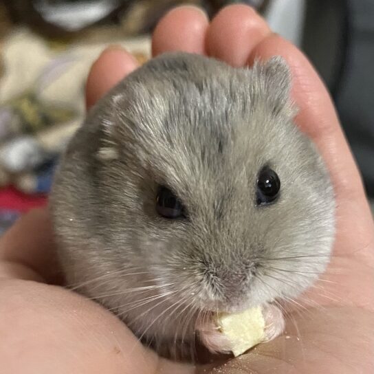 Djungarian Hamster(Blue Safaia)