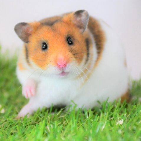 Syrian Hamster(Normal)