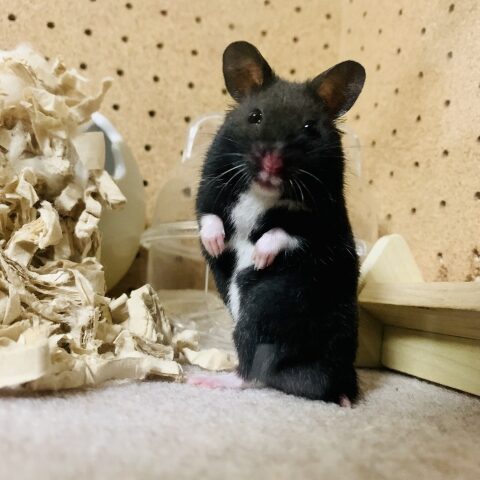 Syrian Hamster(Black)