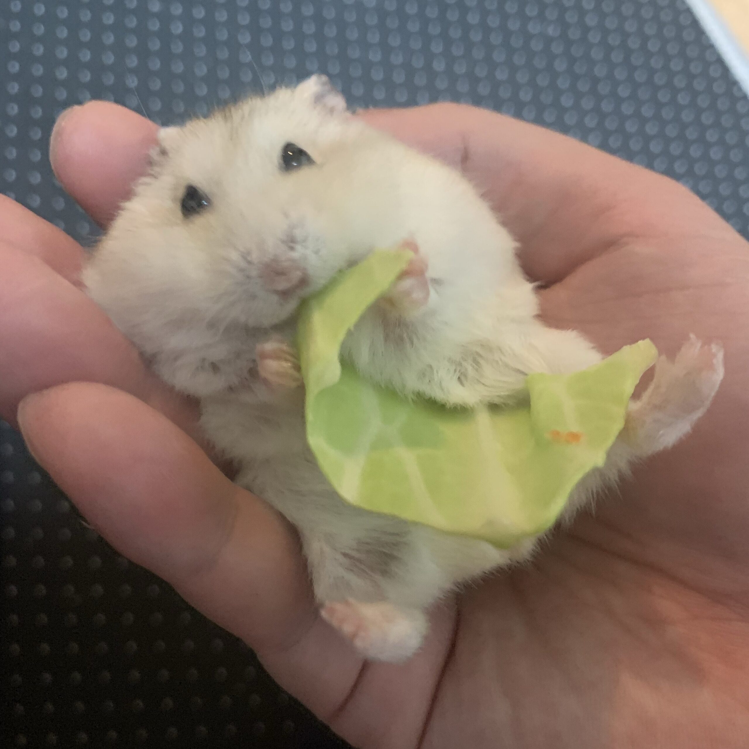 Djungarian Hamster (Pudding)