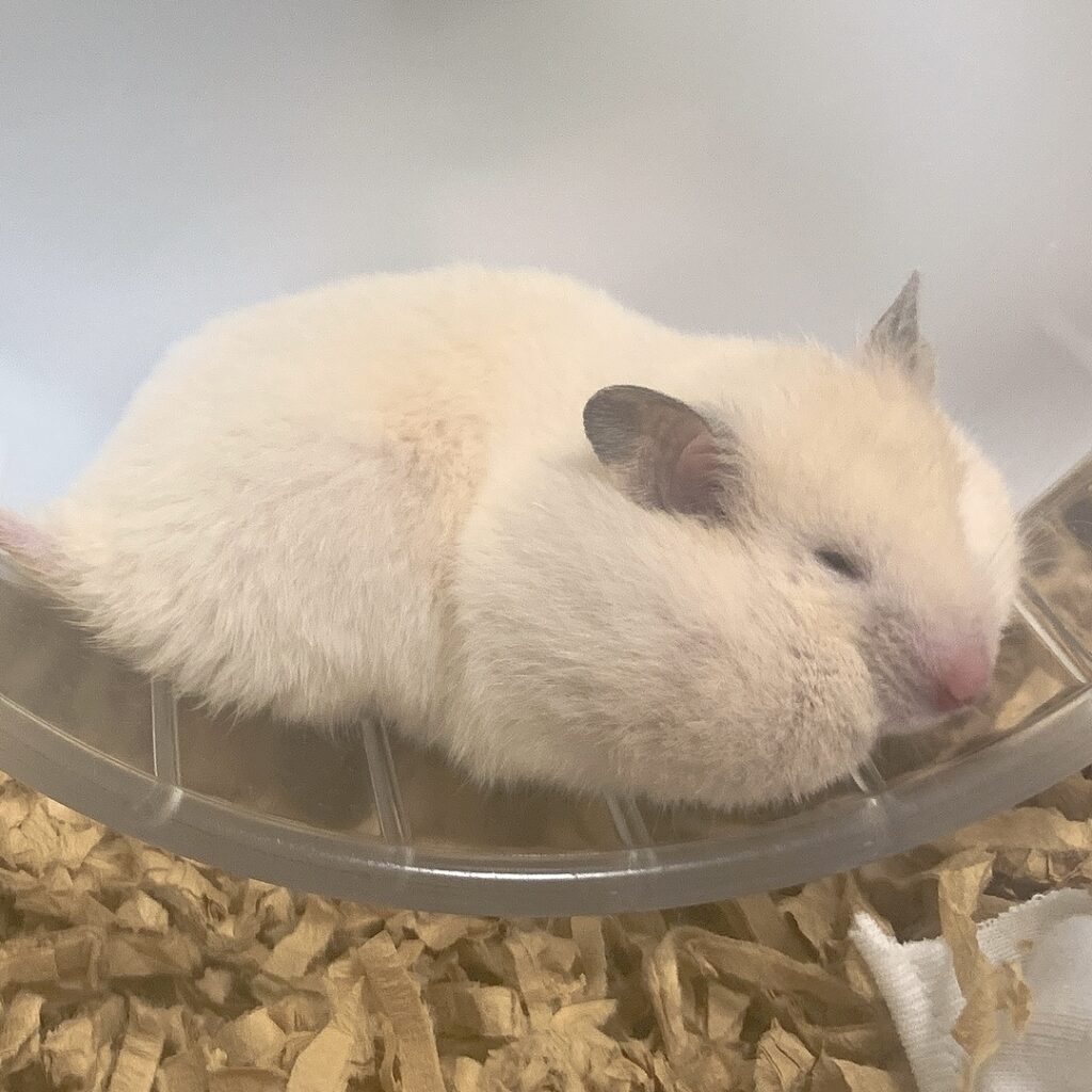 A golden hamster with its cheek pouches filled with a lot of food.