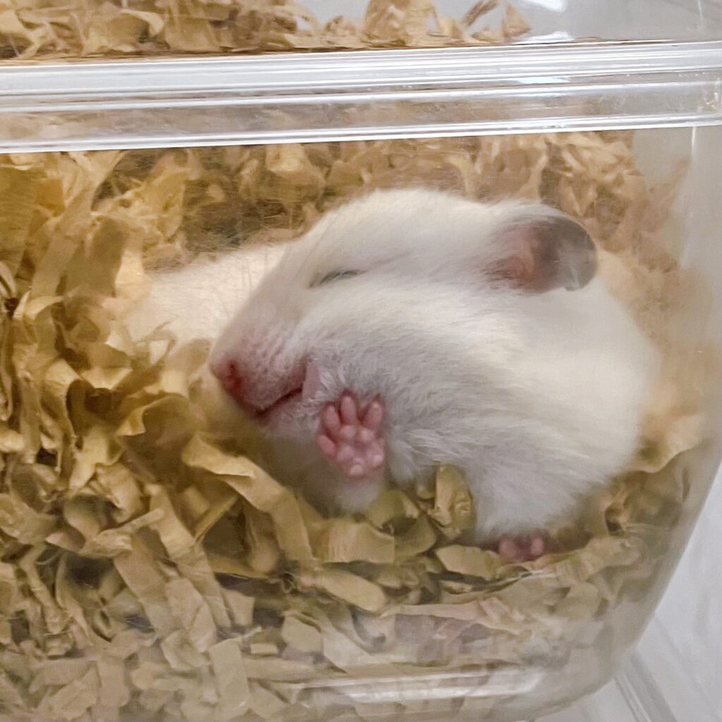 Golden Hamster (White)