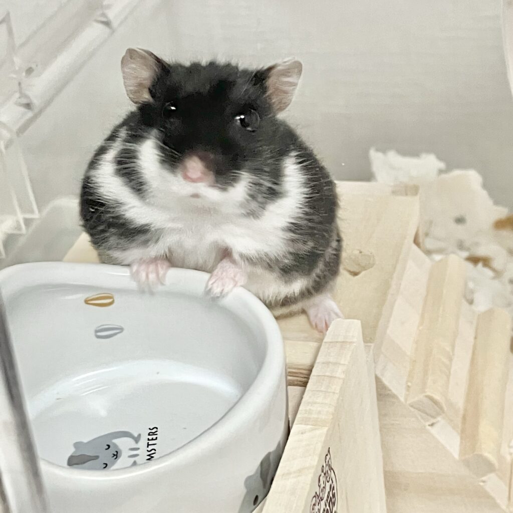 Campbell's hamster(Black Marble)