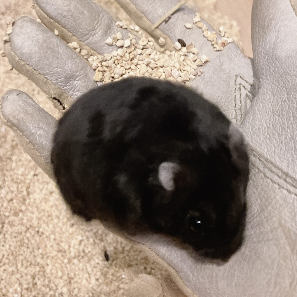 Black store dwarf hamster