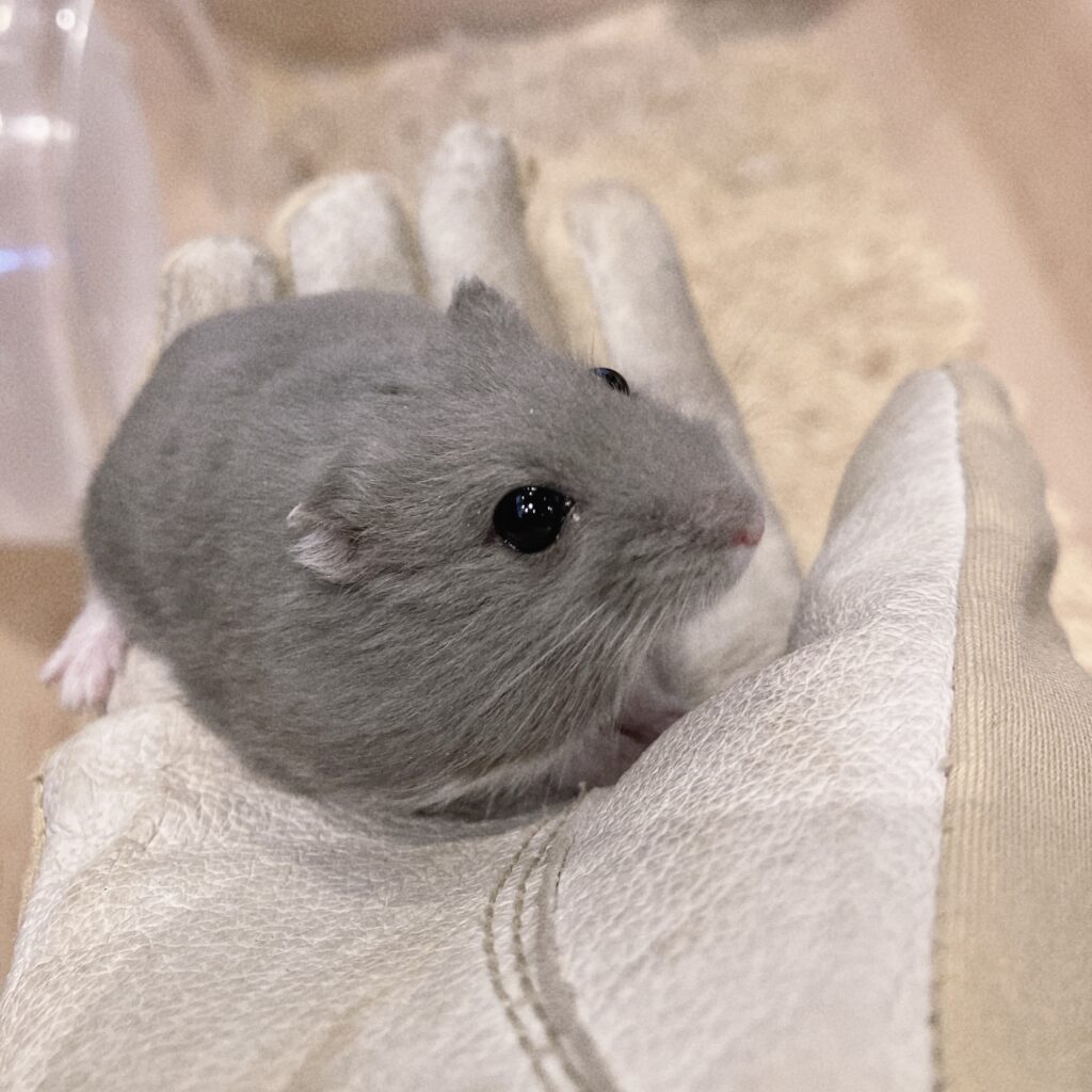 Djungarian Hamster (Russian Blue)