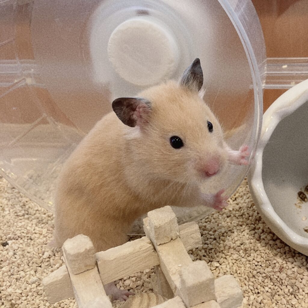 Syrian Hamster (Golden Hamster) Information