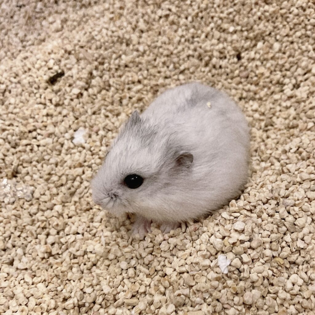 Djungarian Hamster(Pearl White)