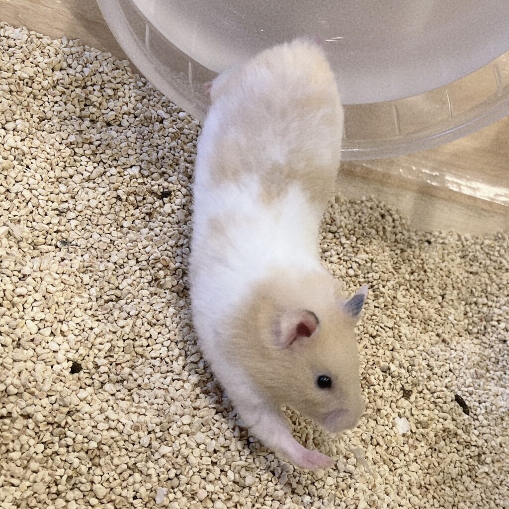Syrian Hamster(Cream Banded)