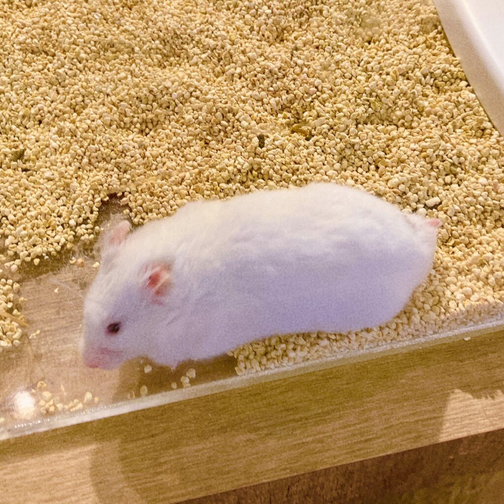 White Syrian hamster with red eye