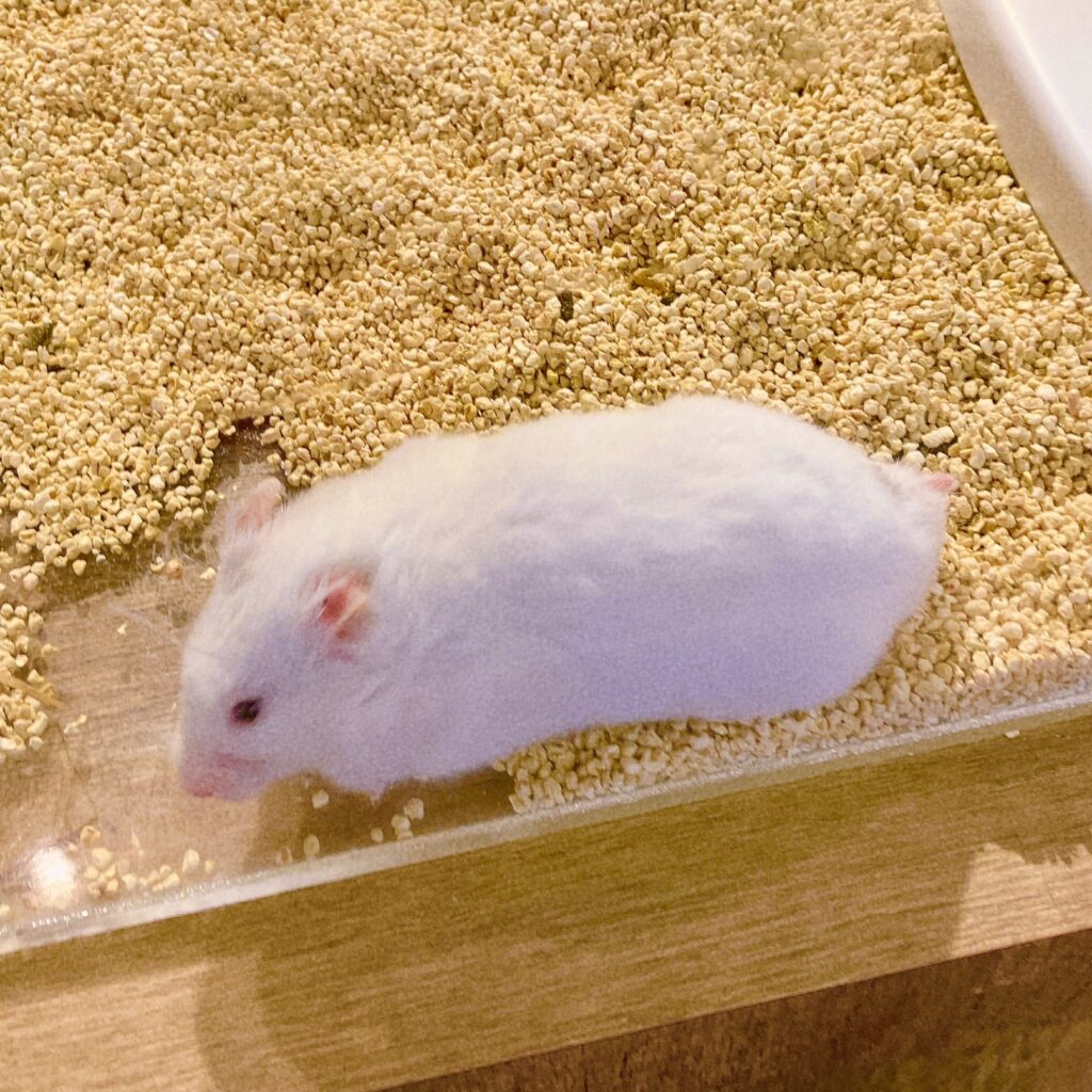 White hamster best sale red eyes