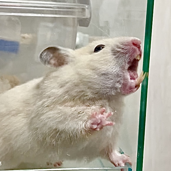 DID YOU KNOW? Hamsters have teeth that continue to grow throughout