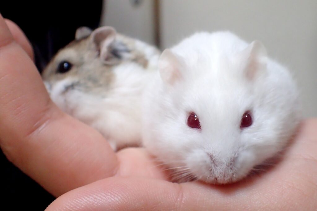 Campbell's hamster(Albino)