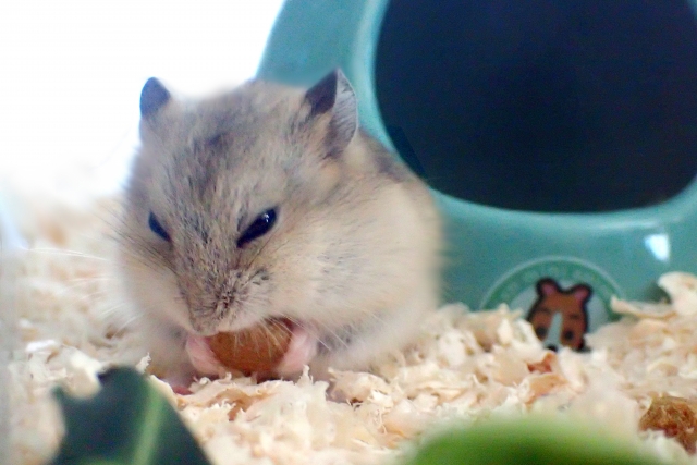 Campbell's hamster(Normal)