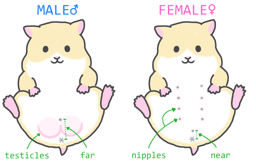 Physical Characteristics of Male and Female  Hamsters