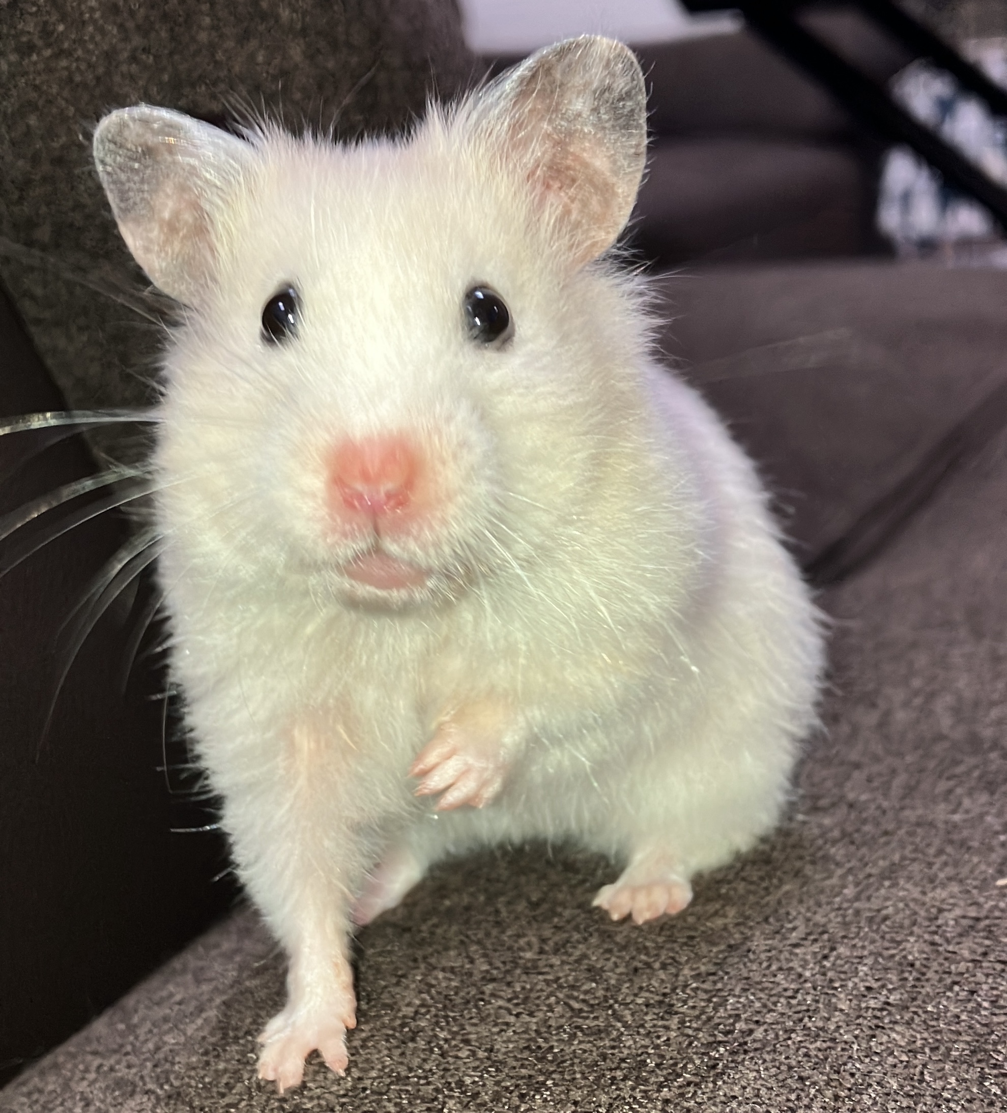 Gallery Detail: With Photos Hamster Behaviors And Their Meanings