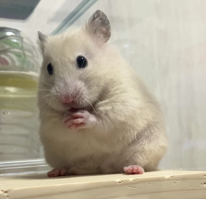 A Hamster Rubbing the Face