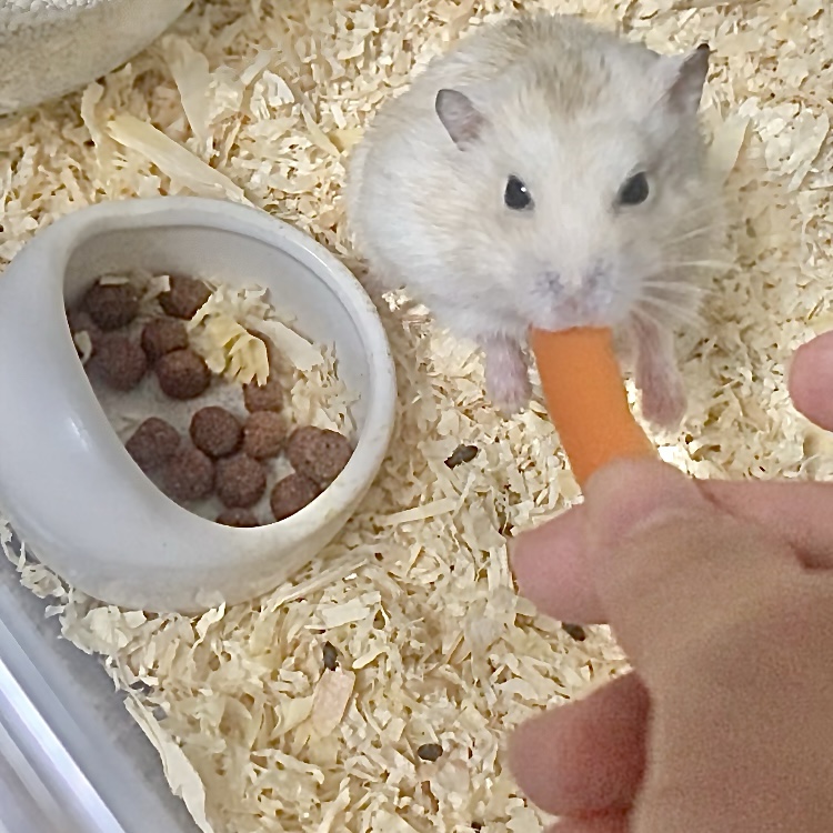 Feeding a carrot to the hamster by hand.