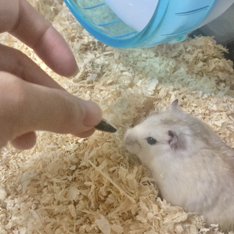 Feeding a seed to the hamster by hand.