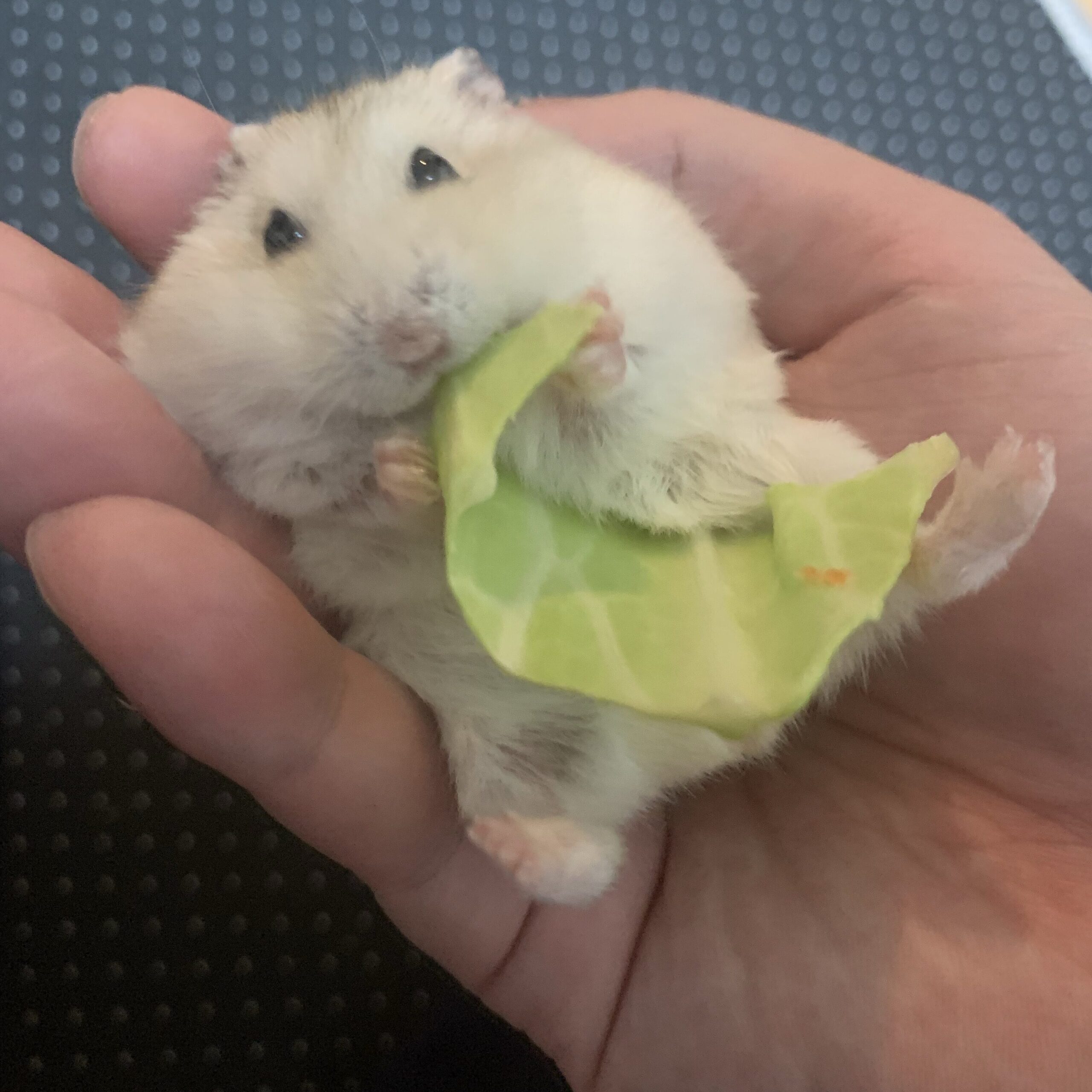 A hamster lying on its back in the owner's hand and eating food.