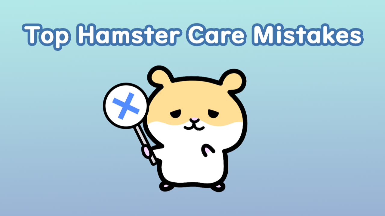 Top Hamster Care Mistakes